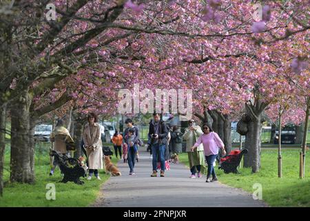 Greenwich East London, Royaume-Uni. 20th avril 2023. Les visiteurs de Greenwich Park apprécient la fleur de cerisier récemment gonflée lors d'une chaude matinée de printemps, Credit: MARTIN DALTON/Alay Live News Banque D'Images