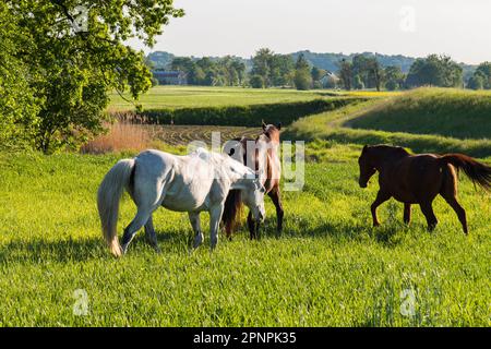 Trois chevaux dans un pré avec de l'herbe juteuse verte. Banque D'Images