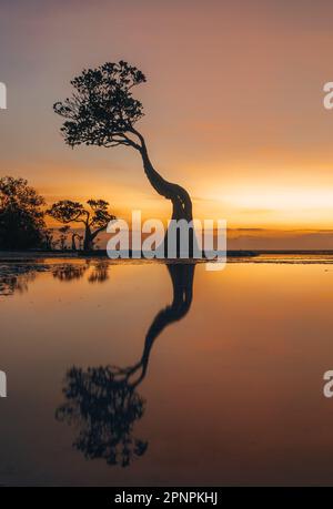 Les mangroves de la plage de Walakiri, île de Sumba, Indonésie pendant le coucher du soleil et marée basse en lumière douce. Appelé arbres de danse. Banque D'Images