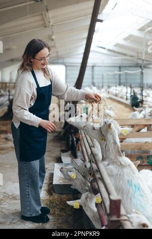 Femme Farmer dans Apron nourrit le Goat avec Hay dans Barn. Mode de vie rural, agriculture naturelle. Photo à l'intérieur Banque D'Images