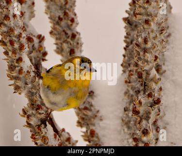 American Goldfinch perchée dans une tempête d'hiver et tombant de neige avec un fond de neige dans son environnement et son habitat environnant. Portrait Finch. Banque D'Images
