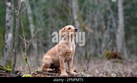 Beau chiot Labrador retriever doré, reposant sur une souche d'arbre dans une forêt. Banque D'Images