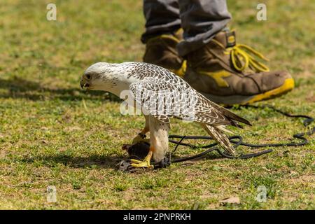 Le gyrfalcon (Falco rusticolus), la plus grande espèce de faucon, est un oiseau de proie. L'abréviation gyr est également utilisée Banque D'Images