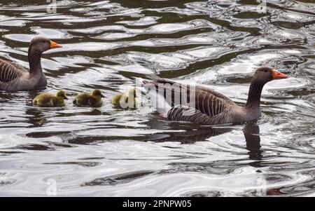 Londres, Royaume-Uni. 20th avril 2023. Les jeunes nouveau-nés des oisons de la graylag nagent avec leurs parents dans le parc St James's. Credit: Vuk Valcic/Alamy Live News Banque D'Images