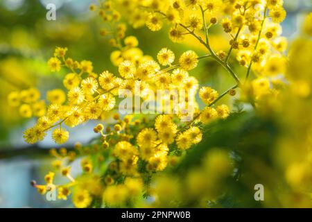 Fleurs de mimosa jaunes. Gros plan. Carte de vœux de printemps, de fête des femmes, de Pâques. Arrière-plan de la nature Banque D'Images