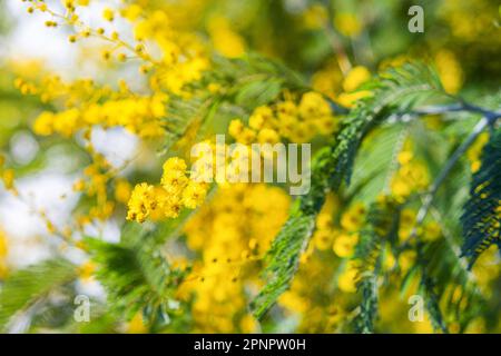 Fleurs de mimosa jaunes ou Acacia dealbata fleuries sur l'arbre de printemps. Vacances de printemps. Mise au point douce Banque D'Images