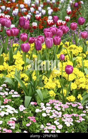 Londres, Angleterre, Royaume-Uni. Fleurs printanières dans le parc St James's. Tulipes et primrosiers.19th avril 2023 Banque D'Images