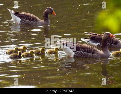 Londres, Angleterre, Royaume-Uni. 20th avril 2023. Les jeunes nouveau-nés des oisons de la graylag nagent avec leurs parents dans le parc St James's. (Credit image: © Vuk Valcic/ZUMA Press Wire) USAGE ÉDITORIAL SEULEMENT! Non destiné À un usage commercial ! Banque D'Images