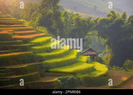 Champs de riz en terrasse, Mu Cang Chai, province de Yen Bai, Vietnam Banque D'Images