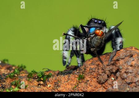 Gros plan d'une araignée sautant (Phidippus regius) mangeant un insecte, Indonésie Banque D'Images