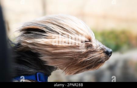 Gros plan d'un chien de yorkie balayé par le vent qui colle sa tête hors d'une fenêtre de voiture ouverte Banque D'Images