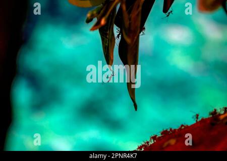 Adulte Atta Leaf-Cutter Ant du genre Atta macro Banque D'Images