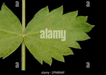 Burnet-saxifrage (Pimpinella saxifraga). Gros plan du segment latéral de la lame basale Banque D'Images