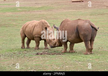 Deux rhinocéros se faisant face l'un à l'autre de la tête à la tête. Herbe, détail corne, tête, rage, défi, puissance Banque D'Images