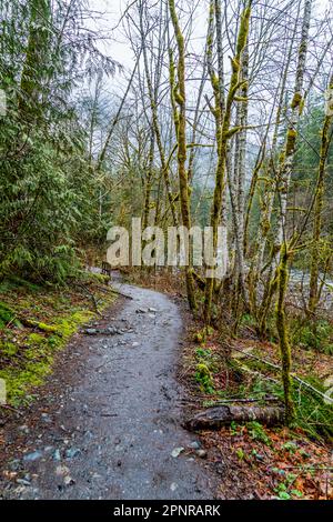 Un arbre de mousse borde la piste vers Twin Falls dans l'État de Washington. Banque D'Images