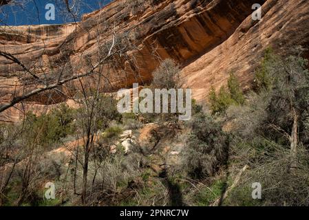 Cerf mulet dans un canyon : le Grand Gulch, Utah Banque D'Images