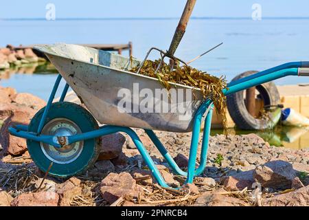Brouette avec fourche pour nettoyer la côte et la plage des ordures, algues Banque D'Images