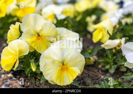 Un bouquet de pansies jaune-blanc, une sorte de alto Banque D'Images