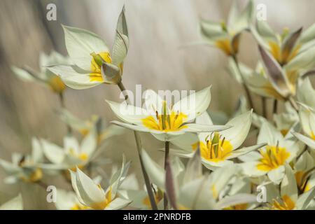 La tulipe turkestan (Tulipa turkestanica). Banque D'Images