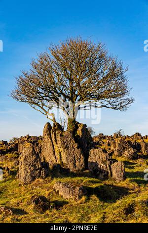 Rochers calcaires et arbres sous le soleil d'hiver à Roystone Rocks près de Parwich dans le parc national de Peak District Derbyshire Dales Angleterre Royaume-Uni Banque D'Images