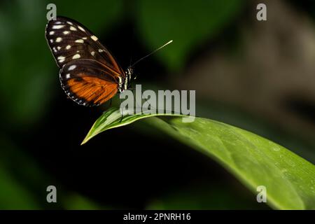 Tigre papillon à ailes longues perché sur une feuille. Heliconius hecale Banque D'Images