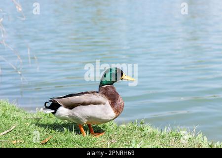 canard sauvage, canard colvert debout sur l'herbe près du lac par beau temps Banque D'Images