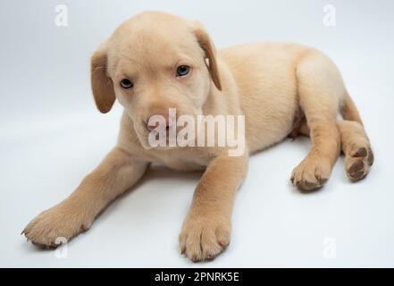 Portrait de la pose du petit chiot labrador mignon isolé sur fond de studio Banque D'Images