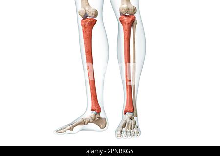 Tibia ou os de tibia de couleur rouge avec illustration de rendu corps 3D isolée sur blanc avec espace de copie. Squelette humain et anatomie de la jambe, schéma médical Banque D'Images