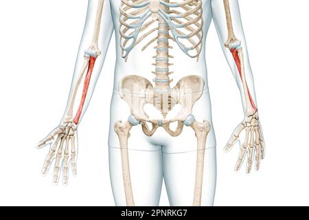 Os d'avant-bras ulna de couleur rouge avec illustration de rendu corps 3D isolée sur blanc avec espace de copie. Squelette humain et anatomie du bras, schéma médical, Banque D'Images