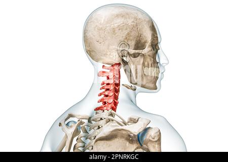 Vertèbres cervicales en rouge avec corps 3D illustration de rendu isolée sur blanc avec espace de copie. Squelette humain et anatomie du rachis, schéma médical, os Banque D'Images