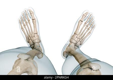 Vue supérieure du squelette des pieds ou des os avec contours du corps 3D illustration de rendu isolée sur blanc avec espace de copie. Anatomie humaine, schéma médical Banque D'Images