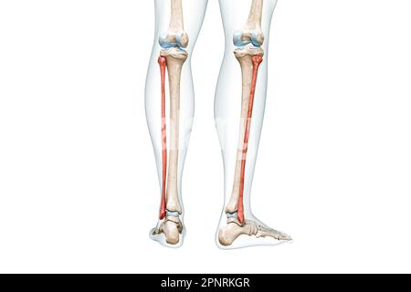 Vue arrière des os de péroné en rouge avec illustration de rendu corps 3D isolée sur blanc avec espace de copie. Squelette humain et anatomie des jambes, dia. Médical Banque D'Images