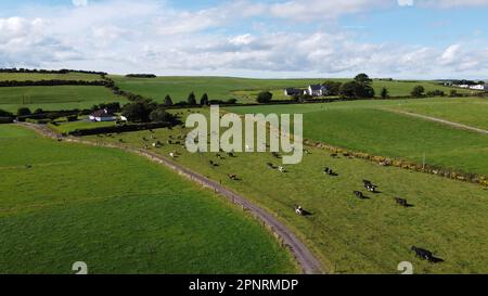 Une vache en Irlande, vue de dessus. Ferme irlandaise biologique. Bétail paître sur un champ d'herbe, paysage. Élevage. Champ d'herbe vert sous ciel bleu Banque D'Images