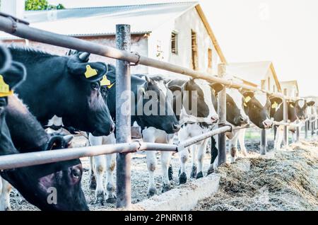 Vaches dans le village sur la ferme. Vue sur la clôture Banque D'Images