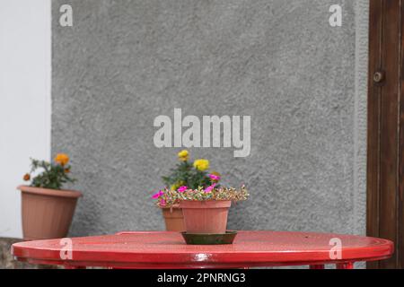 Pot de fleurs sur une table extérieure Banque D'Images