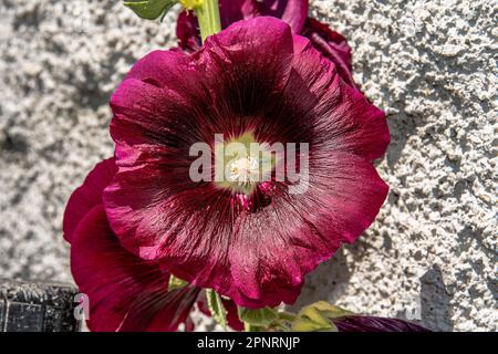 Gros plan d'une fleur en forme de malow Banque D'Images