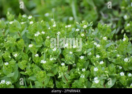 Au printemps, Stellaria Media pousse dans la nature Banque D'Images