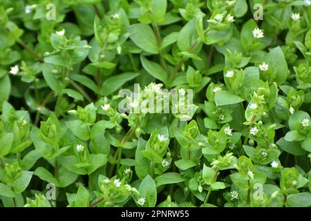 Au printemps, Stellaria Media pousse dans la nature Banque D'Images