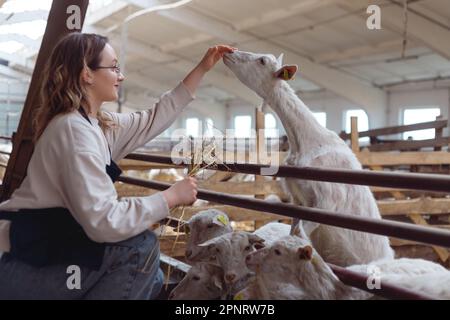 Une femme paysanne dans un Apron nourrit ses chèvres avec du foin de ses mains. Banque D'Images