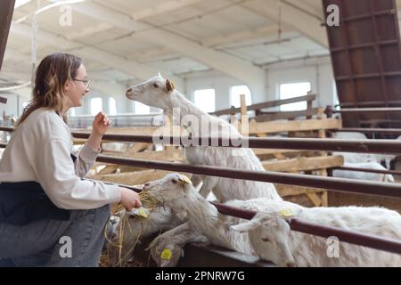 Une femme paysanne dans un Apron nourrit ses chèvres avec du foin de ses mains. Banque D'Images