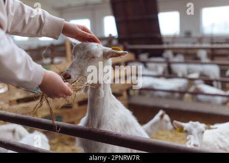 Une femme paysanne dans un Apron nourrit ses chèvres avec du foin de ses mains. Banque D'Images