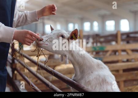 Une femme paysanne dans un Apron nourrit ses chèvres avec du foin de ses mains. Banque D'Images