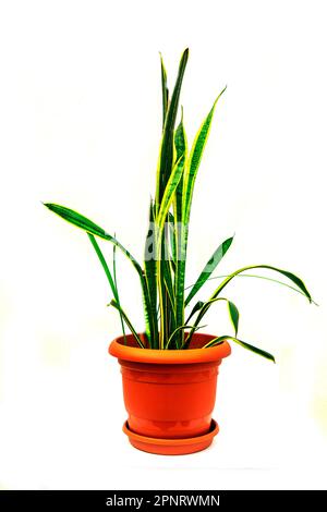 Belle plante sansevieria en pot sur fond blanc. Décoration intérieure. Banque D'Images