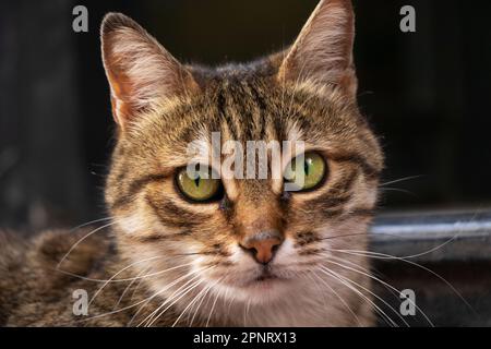 Un chat aux yeux verts regardant la caméra. Banque D'Images