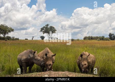 Photos exclusives de rhinocéros blanc ou de rhinocéros à lèvres carrées (Ceratotherium simum) dans la savane, à l'Imire Rhino & Wildlife Conservancy, au Zimbabwe Banque D'Images