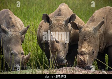 Photos exclusives de rhinocéros blanc ou de rhinocéros à lèvres carrées (Ceratotherium simum) dans la savane, à l'Imire Rhino & Wildlife Conservancy, au Zimbabwe Banque D'Images