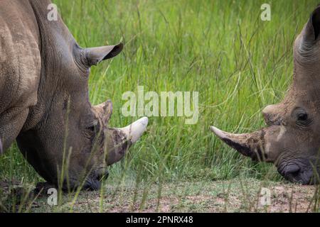 Photos exclusives de rhinocéros blanc ou de rhinocéros à lèvres carrées (Ceratotherium simum) dans la savane, à l'Imire Rhino & Wildlife Conservancy, au Zimbabwe Banque D'Images