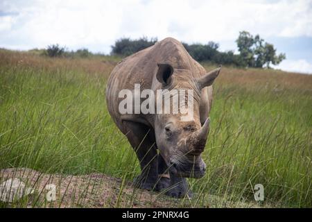 Photos exclusives de rhinocéros blanc ou de rhinocéros à lèvres carrées (Ceratotherium simum) dans la savane, à l'Imire Rhino & Wildlife Conservancy, au Zimbabwe Banque D'Images