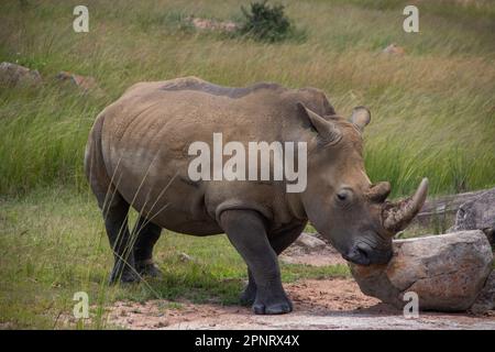 Photos exclusives de rhinocéros blanc ou de rhinocéros à lèvres carrées (Ceratotherium simum) dans la savane, à l'Imire Rhino & Wildlife Conservancy, au Zimbabwe Banque D'Images