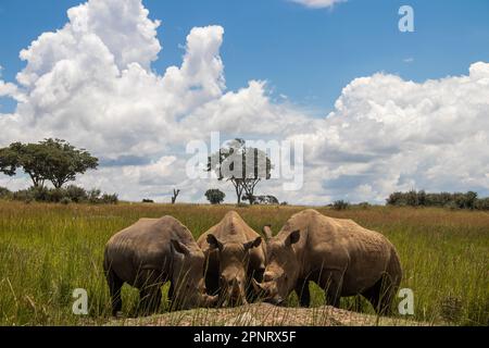 Photos exclusives de rhinocéros blanc ou de rhinocéros à lèvres carrées (Ceratotherium simum) dans la savane, à l'Imire Rhino & Wildlife Conservancy, au Zimbabwe Banque D'Images